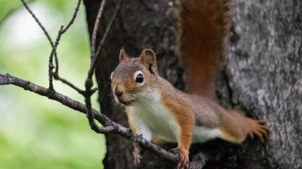 Free fox squirrel is climbing small dry branch hd squirrel wallpaper download