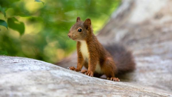 Free fox squirrel is sitting on rock with shallow background 4k 5k hd squirrel wallpaper download