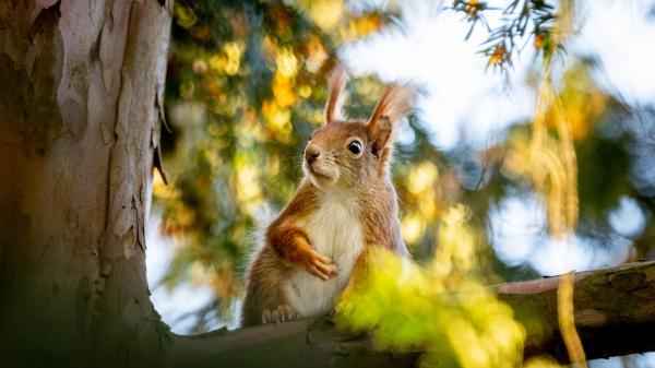 Free fox squirrel is sitting on the tree hd squirrel wallpaper download