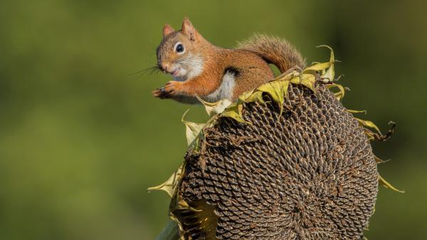 Free fox squirrel is standing on dry sunflower 4k hd squirrel wallpaper download