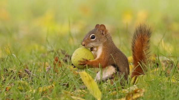 Free fox squirrel is standing on grass field with leaves hd squirrel wallpaper download