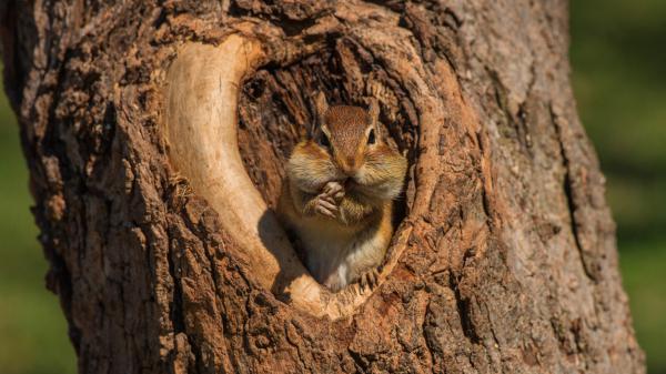 Free fox squirrel is standing on hole of tree 4k hd squirrel wallpaper download