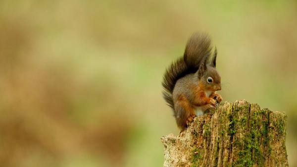 Free fox squirrel is standing on top of wood 4k 5k hd squirrel wallpaper download