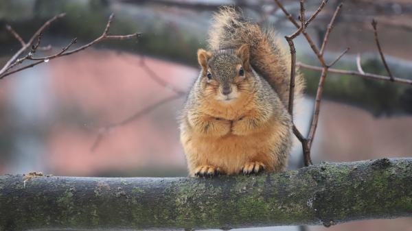 Free fox squirrel is standing on tree branch 4k 5k hd squirrel wallpaper download