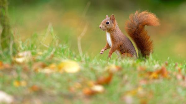 Free fox squirrel with black eyes hd squirrel wallpaper download