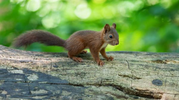 Free fox squirrel with shallow background of green trees 4k 5k hd squirrel wallpaper download