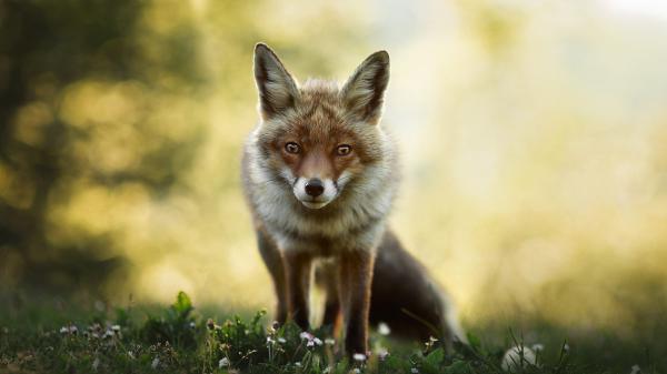 Free fox with brown eyes hd animals wallpaper download