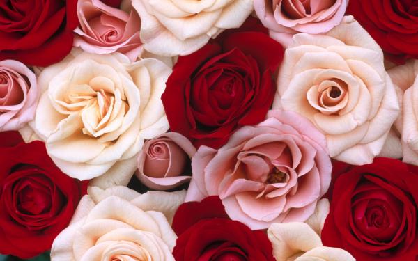 Free fragrant roses wallpaper download