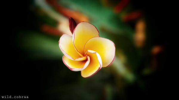 Free frangipani yellow flower 4k hd flowers wallpaper download