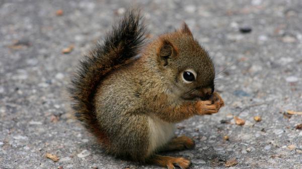 Free Free baby brown black squirrel on road eating nuts hd squirrel wallpaper download wallpaper download