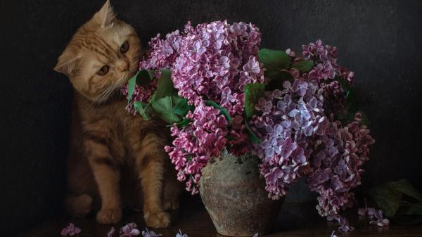 Free Free cat is pulling flowers hd cat wallpaper download wallpaper download