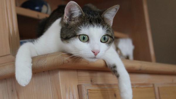 Free Free cat with green eyes is sitting from cupboard hd cat wallpaper download wallpaper download