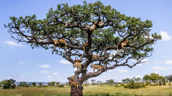 Free Free lions on tree with blue sky background 4k hd lion wallpaper download wallpaper download