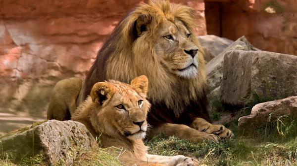 Free Free lions sitting near stones hd lion wallpaper download wallpaper download