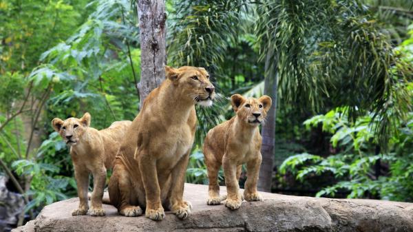 Free Free lions standing on rock with green trees background hd lion wallpaper download wallpaper download