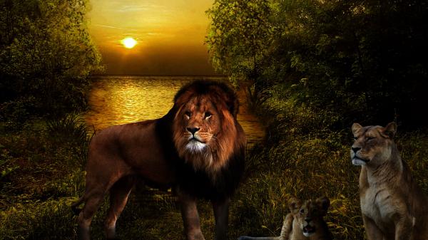 Free Free lions with background of trees water and sunset hd lion wallpaper download wallpaper download