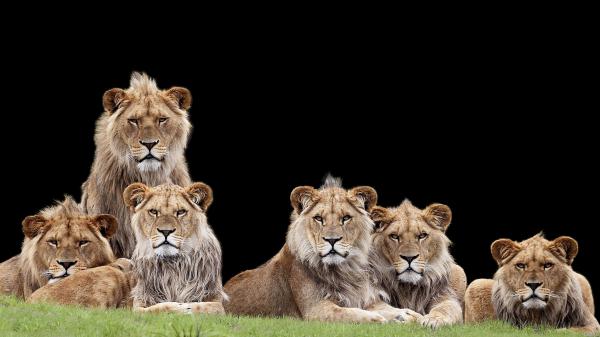 Free Free lions with black background hd lion wallpaper download wallpaper download