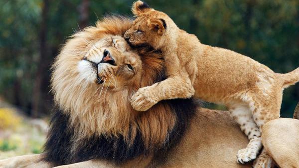 Free Free playing cub lion with big lion hd lion wallpaper download wallpaper download