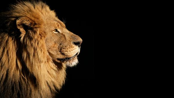 Free Free predator lion with black background hd lion 2 wallpaper download wallpaper download