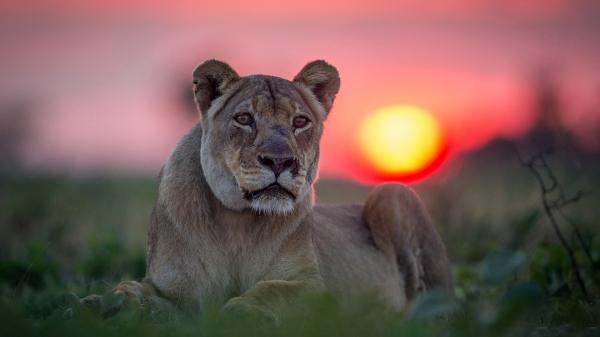 Free Free predator lion with shallow background of sunset hd lion wallpaper download wallpaper download