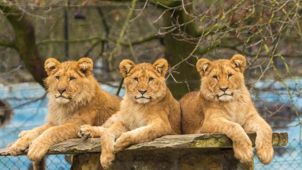 Free Free resting lions in zoo hd lion wallpaper download wallpaper download