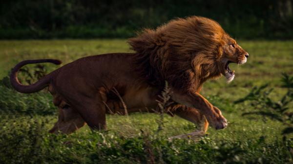 Free Free running predator lion 4k hd lion wallpaper download wallpaper download