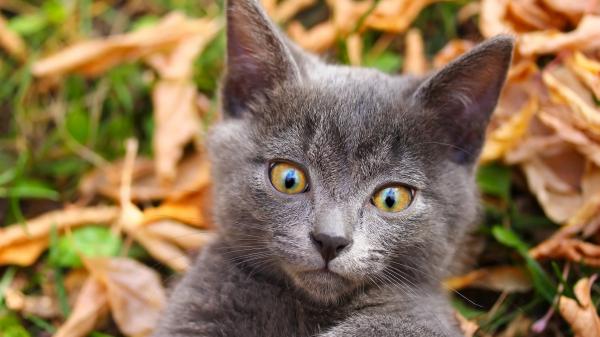 Free Free scary gray cat with yellow eyes hd cat wallpaper download wallpaper download