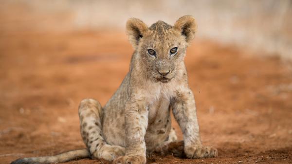 Free Free staring cub lion hd lion wallpaper download wallpaper download