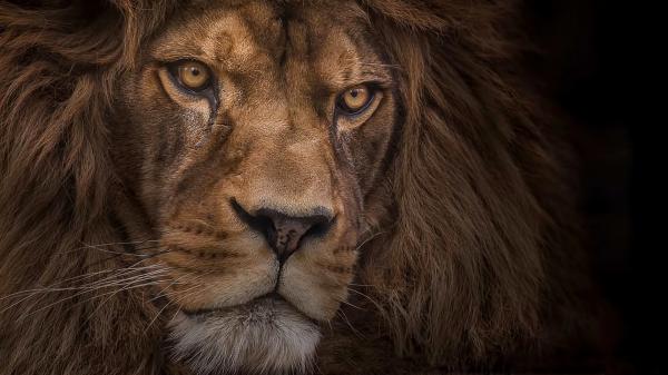 Free Free staring lion hd lion wallpaper download wallpaper download