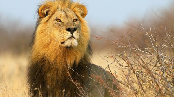 Free Free staring lion with red eyes hd lion wallpaper download wallpaper download