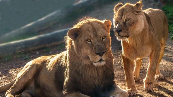 Free Free valiant lions 4k hd lion wallpaper download wallpaper download