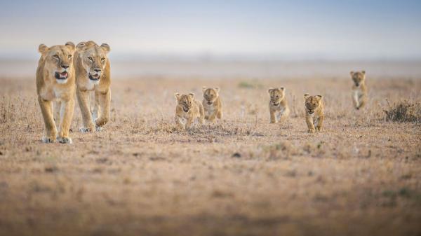 Free Free walking lions and cub lions hd lion wallpaper download wallpaper download