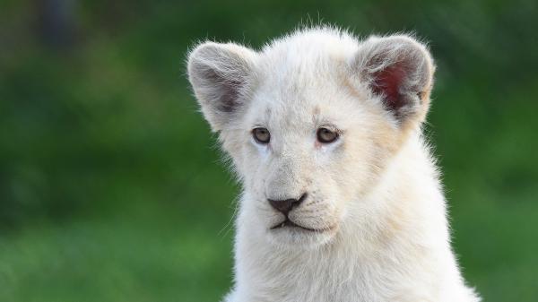 Free Free white lion with shallow background hd lion wallpaper download wallpaper download