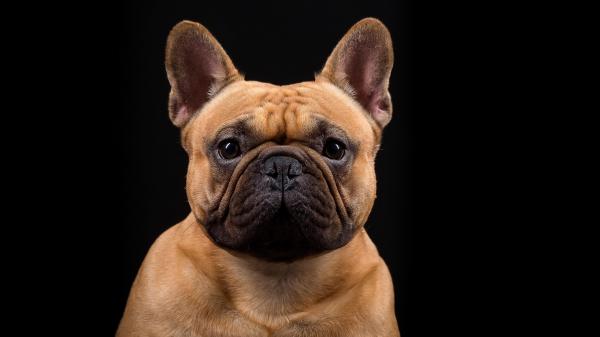 Free french bulldog with black background 4k hd animals wallpaper download