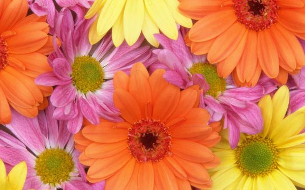 Free fresh daisies wallpaper download