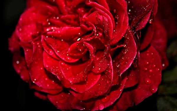 Free fresh red rose wallpaper download