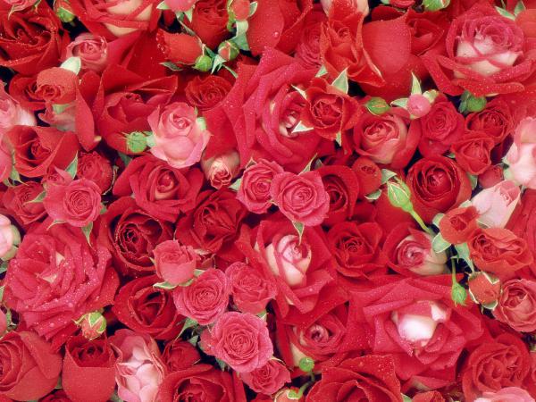 Free fresh roses wallpaper download