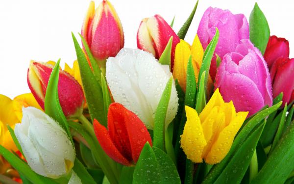 Free fresh tulips wallpaper download