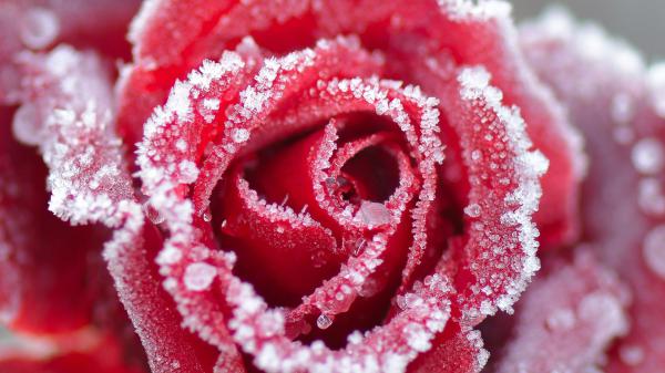 Free frost red flower petal hd flowers wallpaper download