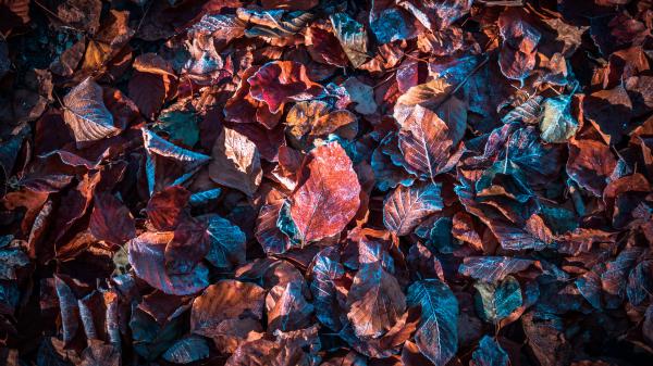 Free frosted autumn leaves 5k wallpaper download