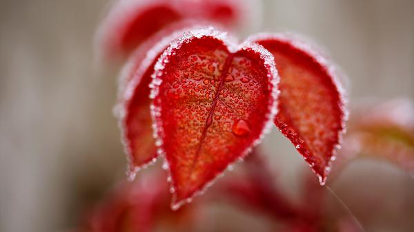 Free frosted leaves 4k wallpaper download