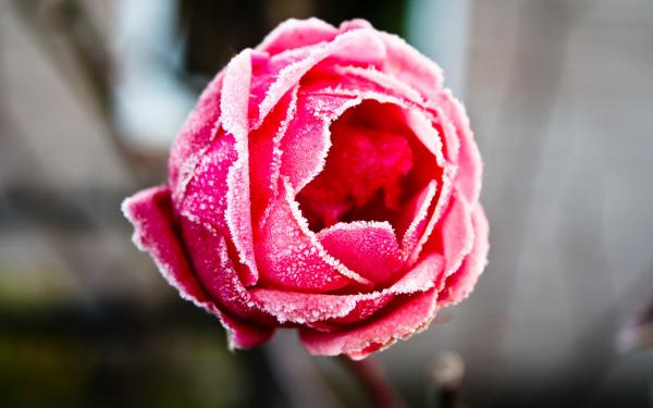 Free frozen rose wallpaper download