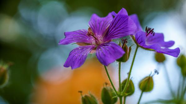 Free geranium flowers in a blur background 4k hd flowers wallpaper download