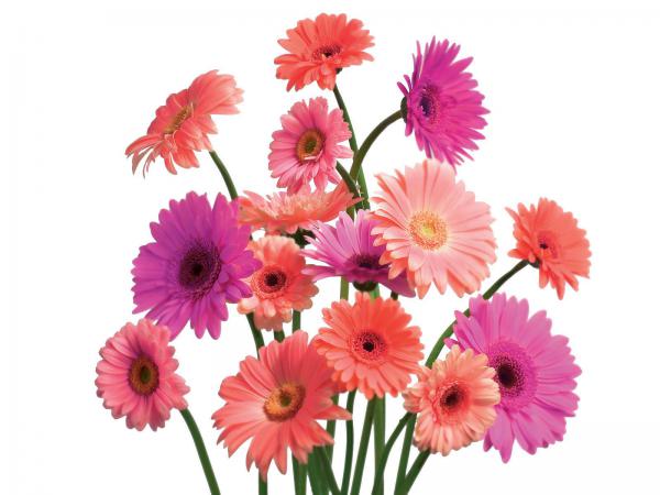 Free gerbera daisy cluster wallpaper download