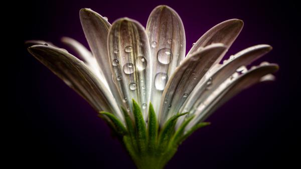 Free gerbera flower with water drops hd flowers wallpaper download