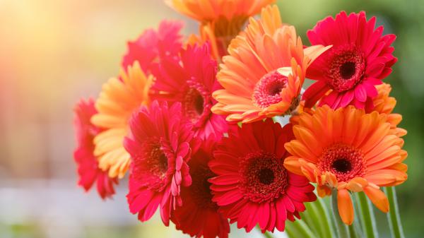 Free gerbera flowers bouquet 5k wallpaper download