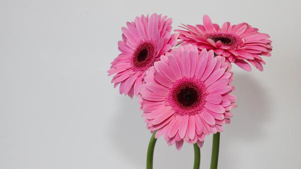 Free gerbera petal pink flower in white background hd flowers wallpaper download