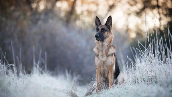 Free german shepherd 4k hd 2 wallpaper download