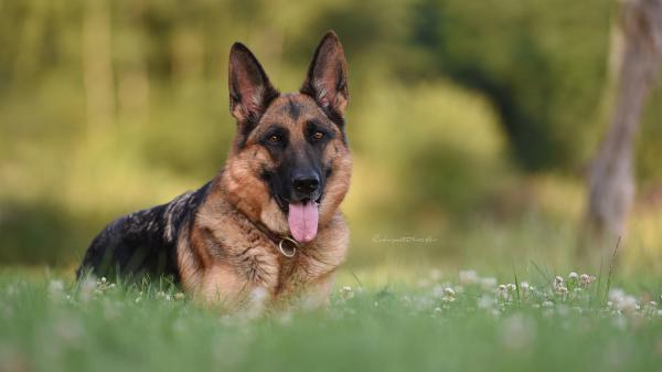 Free german shepherd 4k hd wallpaper download