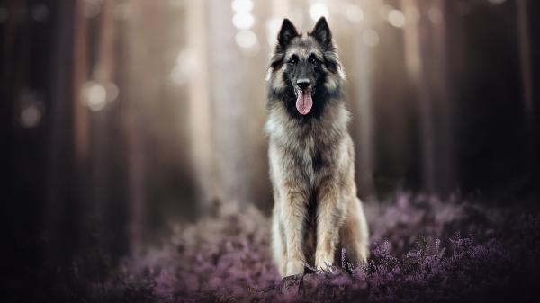 Free german shepherd dog hd animals wallpaper download